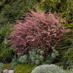 Rose Glow Barberry Shrub