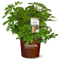 Southern Living® Little Miss Figgy™ Tree
