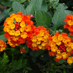 Dallas Red Lantana