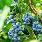 Aurora Blueberry Bush