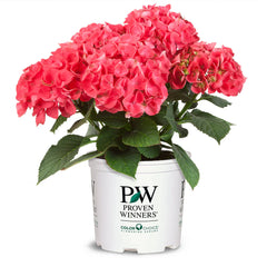 Cityline® Paris Bigleaf Hydrangea