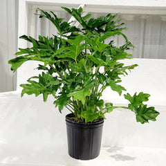 Philodendron Selloum