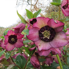 Winter Jewels® Cherry Blossom Lenten Rose Plant