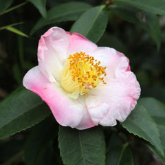 Hana-Jiman Camellia