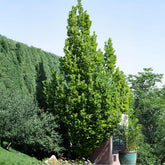 Scarlet Letter™ Oak Tree