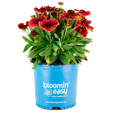 Low Rider™ Gaillardia Plant