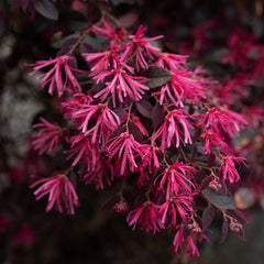 Bloomables® Cerise Charm Loropetalum