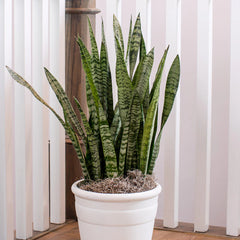Zeylanica Snake Plant