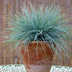 Blue Fescue Grass