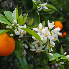 Valencia Orange Bush
