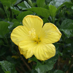 Yellow Tropical Hibiscus Tree