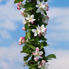 Fruit Snacks® Tangy Green™ Columnar Apple Tree