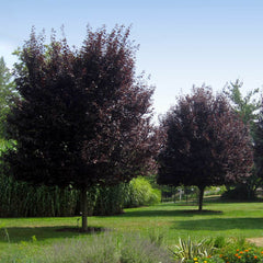 Thundercloud Plum Tree