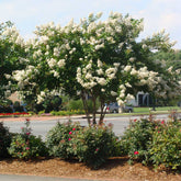 Colorama™ Ivory Crape Myrtle Tree