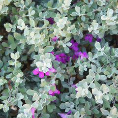 Green Cloud Texas Sage Shrub
