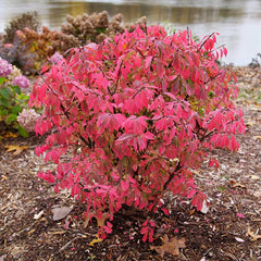 Proven Winners® Fire Ball Seedless™ Burning Bush