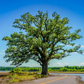 Bur Oak Tree