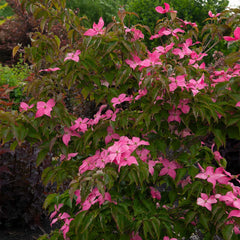 Scarlet Fire® Dogwood Tree