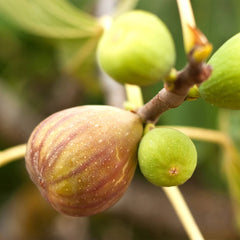 Brown Turkey Fig Tree - USDA Organic