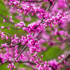 Cascading Hearts Redbud Tree