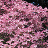 Pink Dogwood Tree