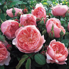 David Austin® The Alnwick Rose® Rose Shrub