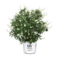 Proven Winners® Vanilla Spice® Summersweet Clethra