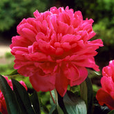 Felix Crousse Peony