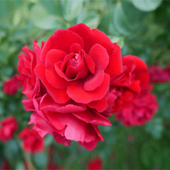Don Juan Climbing Rose Shrub