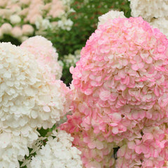 Vanilla Strawberry Hydrangea Shrub