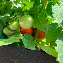Gardenuity® Patio Tomato Garden