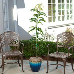 Condo Mango Tree