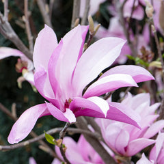 Susan Magnolia Bush