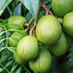 June Plum Tree