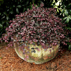 Southern Living® Purple Pixie® Dwarf Weeping Loropetalum