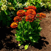 Solar Sisters™ Black Eyed Susan Plant