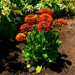 Solar Sisters™ Black Eyed Susan Plant