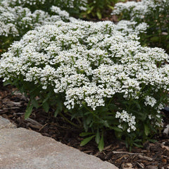 Better Versions® Snowsation™ Candytuft Plant