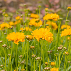 Early Sunrise Coreopsis Plant