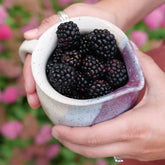 Proven Winners® Taste of Heaven® Blackberry Shrub