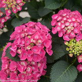 Cityline® Paris Bigleaf Hydrangea