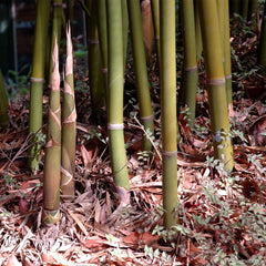 Graceful Bamboo