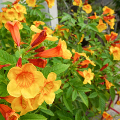 Orange Jubilee Tecoma Plant