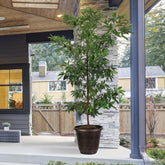 Hass Avocado Tree