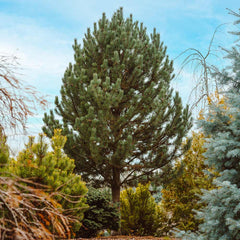 Tannenbaum Mugo Pine