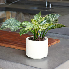 Birkin Philodendron Plant