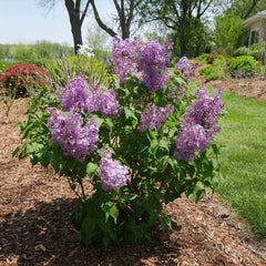 Proven Winners® Scentara® Double Blue Lilac