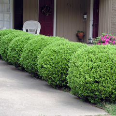 Southern Living® Baby Gem Boxwood Shrub