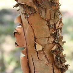 Emerald Flair Elm Tree