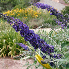 Black Knight Butterfly Bush